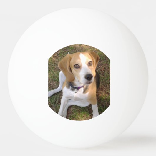 Beagle vergadering 2 pingpongbal (Voorkant)