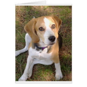 Beagle, vergadering 2.png