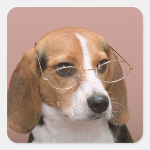 Beagle Vierkante Sticker