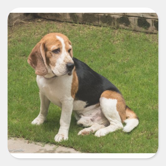 Beagle Vierkante Sticker (Voorkant)