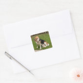 Beagle Vierkante Sticker (Envelop)