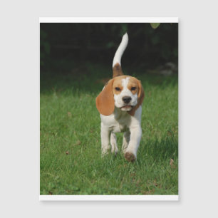 Beagle Walking.png