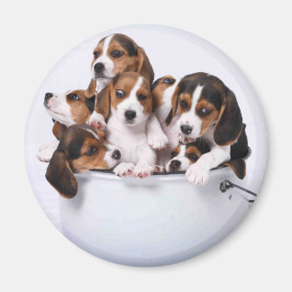 Beagles in Bucket Magneet