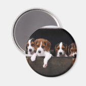 Beagles Magneet (Voorkant / Achterkant)