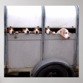 Beagles Poster (Voorkant)