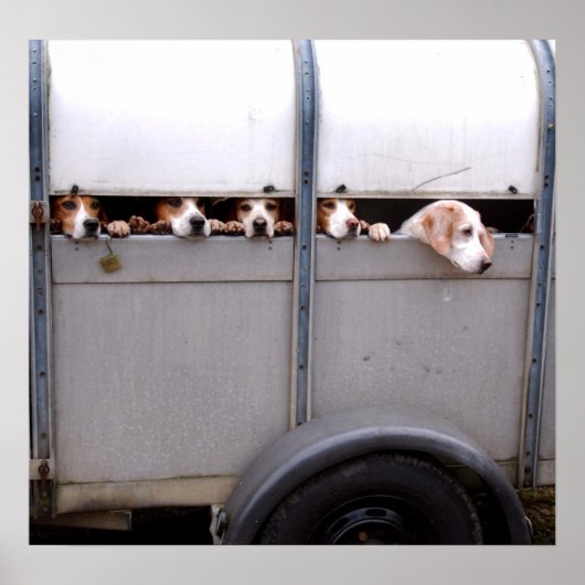 Beagles Poster (Voorkant)