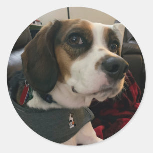 Beaglier- Beagle Bae hond Stickers Bea Streaming