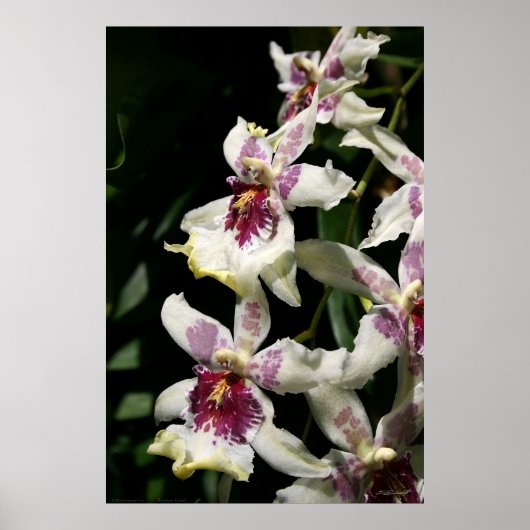 Beallara Orchid Art Poster -40x60 - andere maten (Voorkant)
