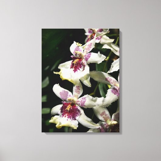 Beallara Orchid Art Wrapped Canvas - 18x24 (Voorkant)