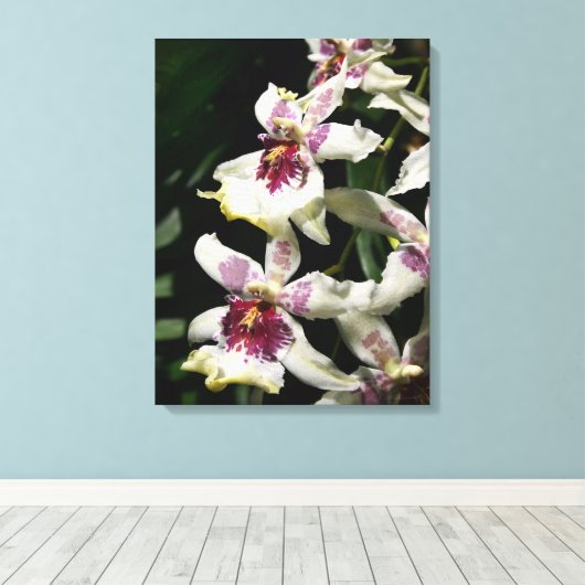Beallara Orchid Art Wrapped Canvas - 18x24 Afdruk (Insitu (Houten vloer))