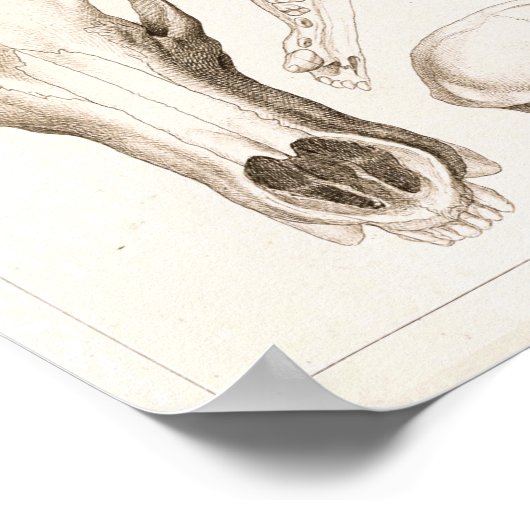 Bear and Tasmanian Devil Skull Anatomy Print (Hoek)