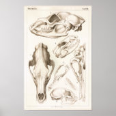 Bear and Tasmanian Devil Skull Anatomy Print (Voorkant)