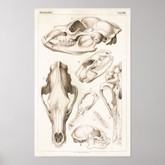Bear and Tasmanian Devil Skull Anatomy Print (Voorkant)
