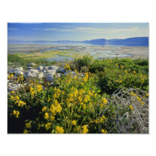 BEAR LAKE, UT, VS, aapbloem & tumbleweed, Foto Afdruk