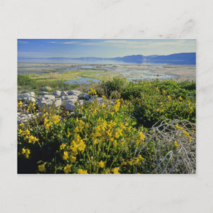 BEAR LAKE, UT, VS, apenbloem & tumbleweed, Briefkaart