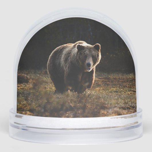 Bear Sneeuwbol (Voorkant)