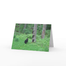 Bear & Three Cubs - Cards - Reitzner