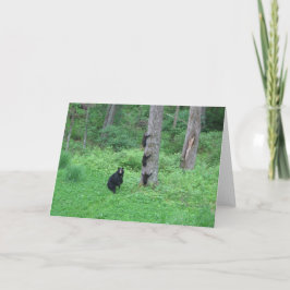 Bear & Three Cubs - Cards - Reitzner Kaart