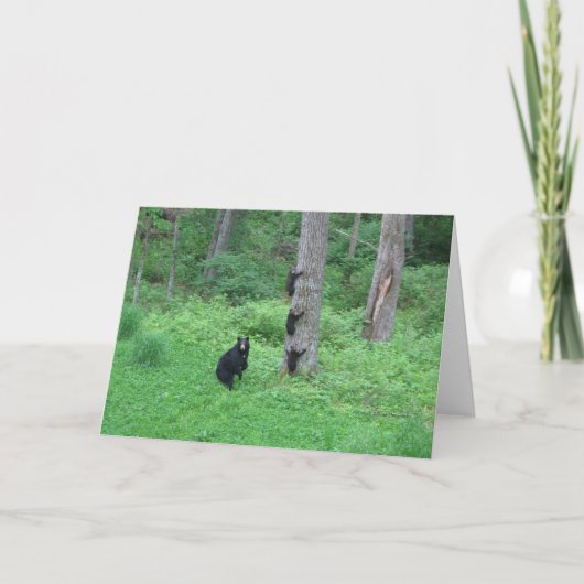 Bear & Three Cubs - Cards - Reitzner Kaart (Voorkant)