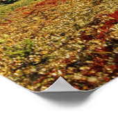 Bearberry begin herfst Athabasca Peak Poster (Hoek)