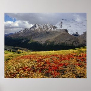 Bearberry begin herfst Athabasca Peak Poster
