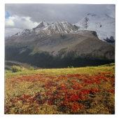 Bearberry begin herfst Athabasca Peak Tegeltje (Voorkant)