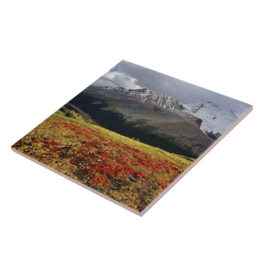 Bearberry begin herfst Athabasca Peak Tegeltje (Zijkant)
