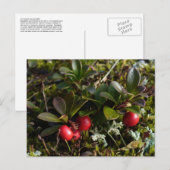 Bearbessen, Unalaska Island Briefkaart (Voorkant / Achterkant)