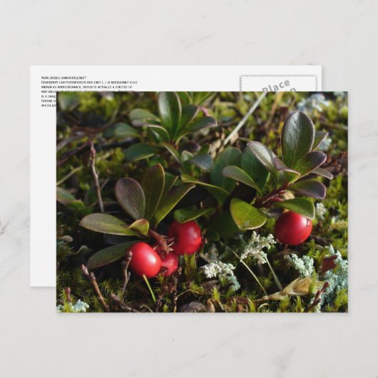 Bearbessen, Unalaska Island Briefkaart (Voorkant / Achterkant)