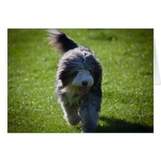 Bearded Collie