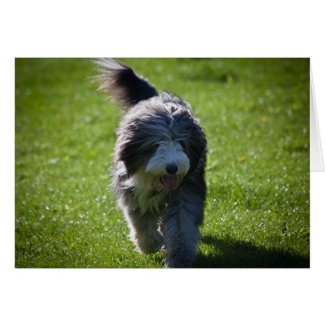 Bearded Collie (Voorkant Horizontaal)