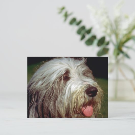 Bearded Collie Briefkaart (Staand voorkant)