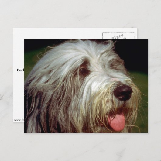 Bearded Collie Briefkaart (Voorkant / Achterkant)