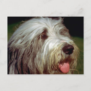Bearded Collie Briefkaart