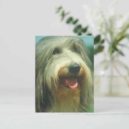 Bearded Collie Briefkaart (Staand voorkant)