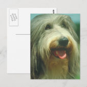 Bearded Collie Briefkaart (Voorkant / Achterkant)