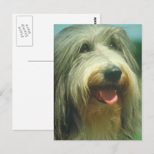 Bearded Collie Briefkaart (Voorkant / Achterkant)