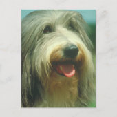 Bearded Collie Briefkaart (Voorkant)