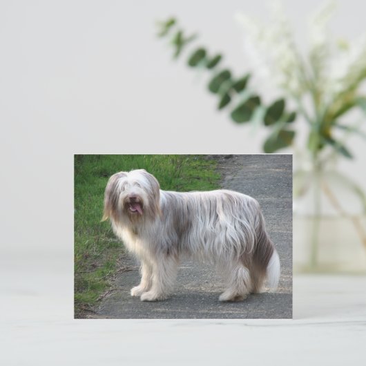 Bearded Collie Dog Briefkaart (Staand voorkant)