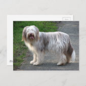 Bearded Collie Dog Briefkaart (Voorkant / Achterkant)