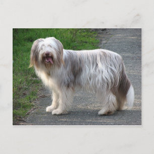 Bearded Collie Dog Briefkaart