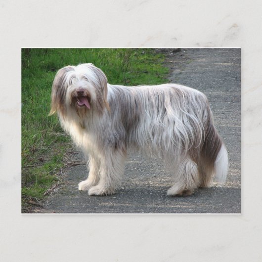 Bearded Collie Dog Briefkaart (Voorkant)
