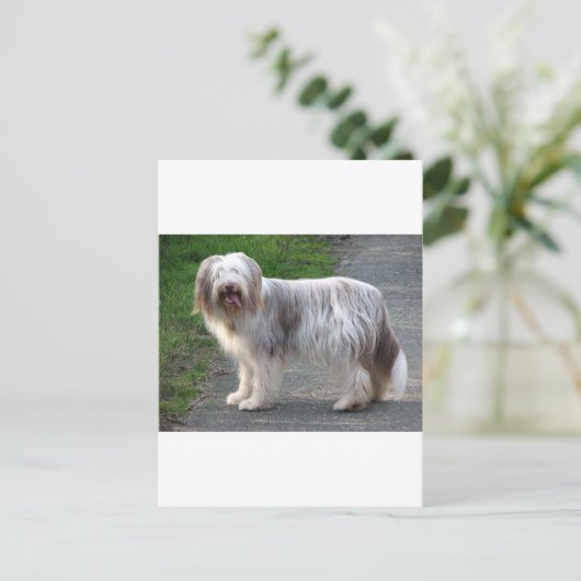 Bearded Collie Dog Briefkaart (Staand voorkant)