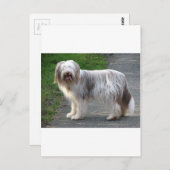 Bearded Collie Dog Briefkaart (Voorkant / Achterkant)