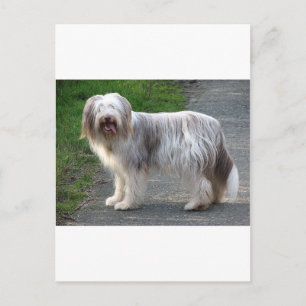 Bearded Collie Dog Briefkaart