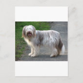 Bearded Collie Dog Briefkaart (Voorkant)
