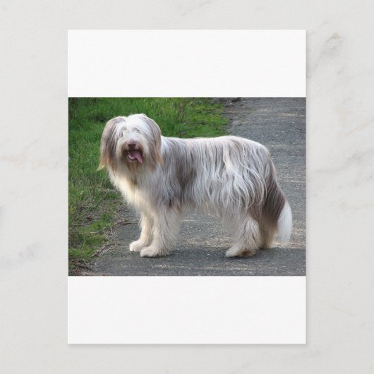 Bearded Collie Dog Briefkaart (Voorkant)