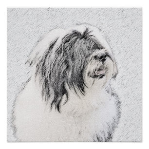 Bearded Collie Drawing - Cute Original Dog Art Perfect Poster