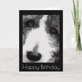 Bearded Collie Eyes Verjaardag Kaart