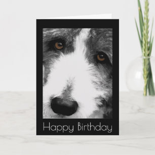 Bearded Collie Eyes Verjaardag Kaart